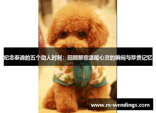 纪念泰迪的五个动人时刻：回顾那些温暖心灵的瞬间与珍贵记忆